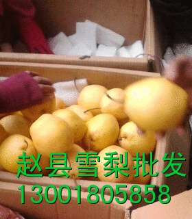 河北雪梨产地全新走势物依稀为贵