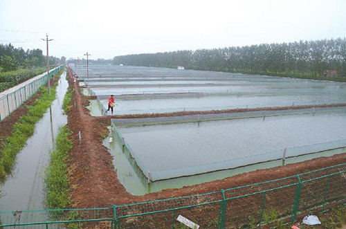 重庆防渗膜价格 云阳县养殖藕池hdpe土工膜复合膜